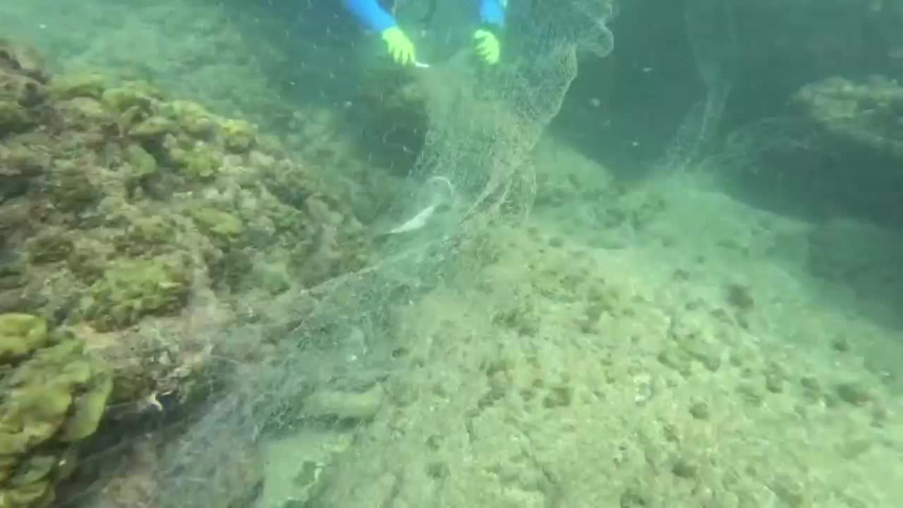 יפו: הצוללנים חילצו מחבטן וסרטנים מרשת דייג נטושה  - כל רגע